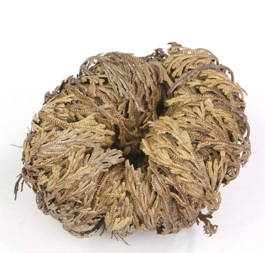 Rose of jericho