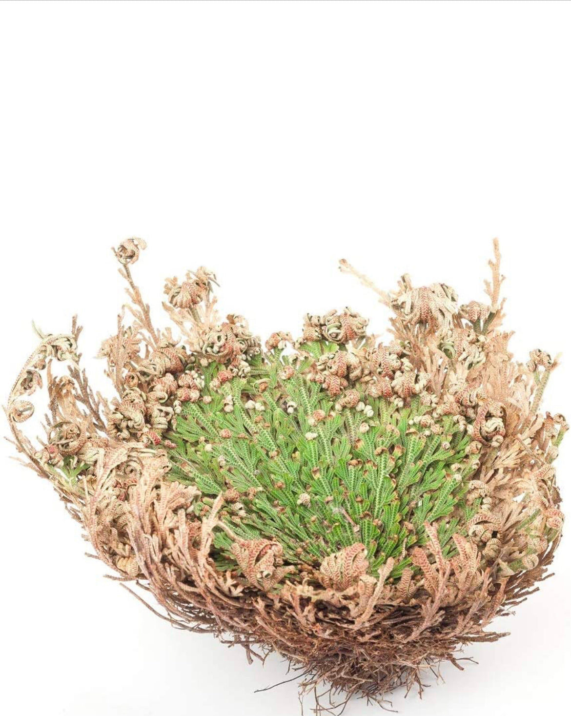 Rose of jericho