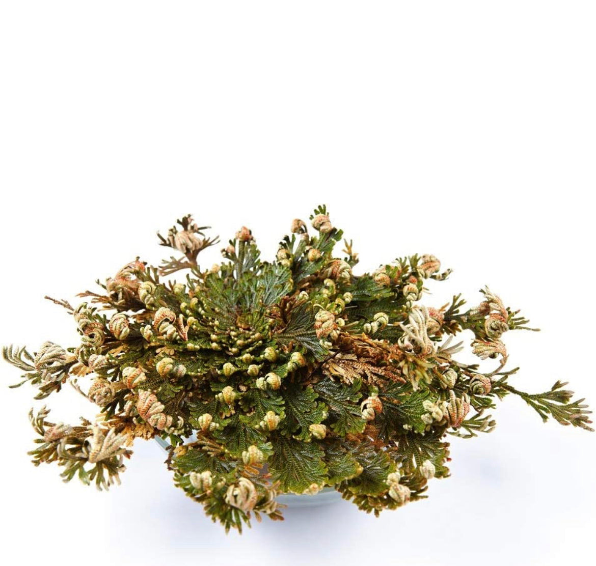 Rose of jericho